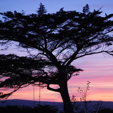 Bangors Organic Bed & Breakfast Bude Exterior foto