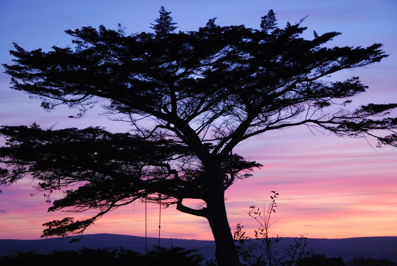 Bangors Organic Bed & Breakfast Bude Exterior foto